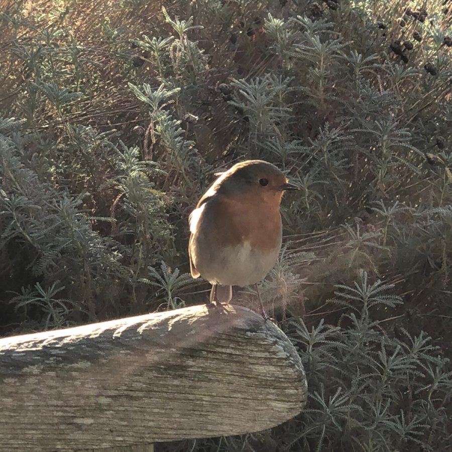 A robin from the botanical gardens
